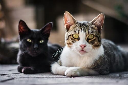 disparo horizontal dos gatos sentados sobre fondo borroso 181624 56173